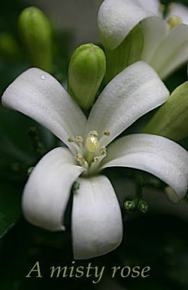 d0034988_042839.jpg