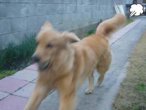 e0161194_1729068.jpg