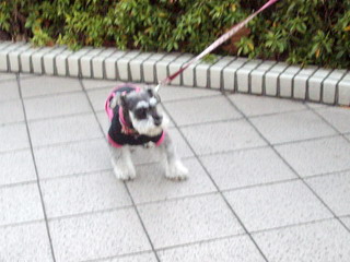 c0138198_22264433.jpg