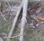 c0157103_1555531.jpg