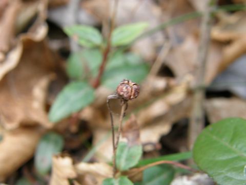 c0042869_16504237.jpg