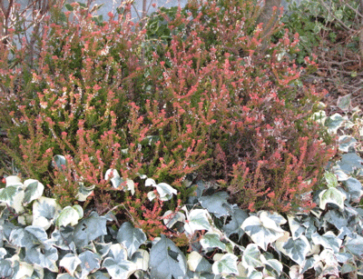 d0050472_1332226.gif