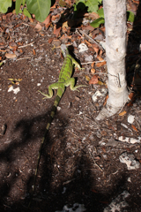 c0130986_557357.jpg