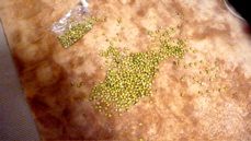 a0079292_16194790.jpg