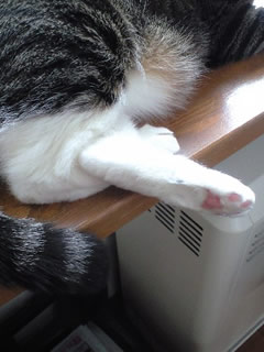 c0035001_1554271.jpg