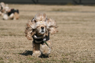 c0128303_1215252.gif