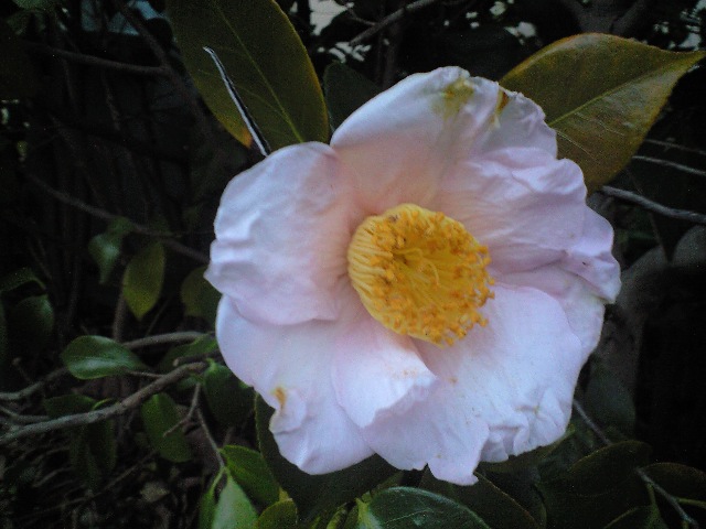 d0000607_19503716.jpg