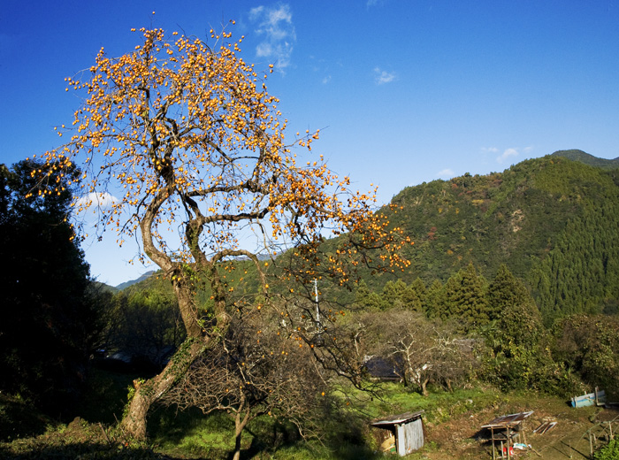 d0147530_640306.jpg