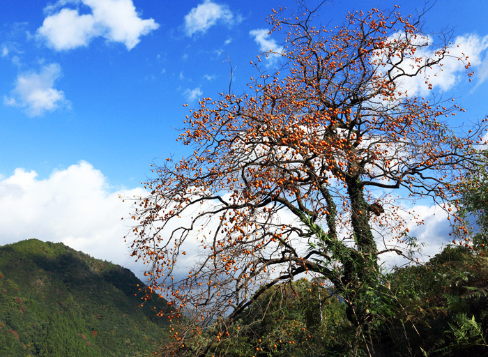 d0147530_6405046.jpg
