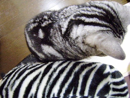 f0175434_0585583.jpg