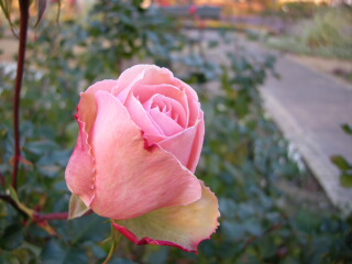 e0091445_740723.jpg
