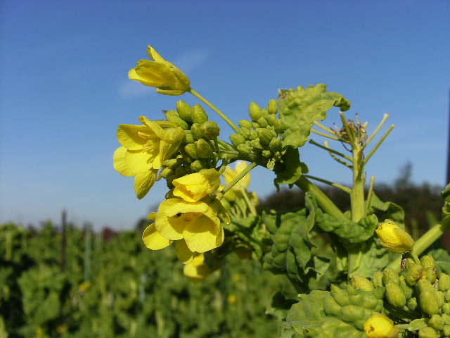 f0137275_6364178.jpg
