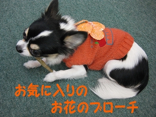 f0149420_11112862.jpg