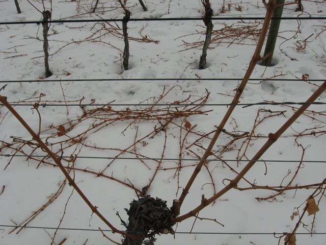 c0188527_16112016.jpg