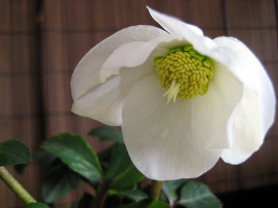 c0147952_22504387.jpg