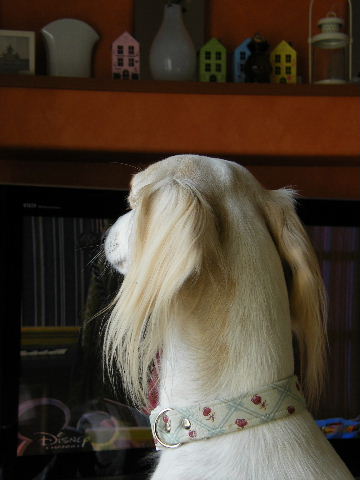 e0003270_10271232.jpg