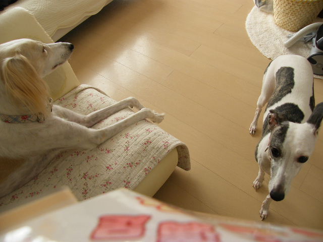 e0003270_1033470.jpg