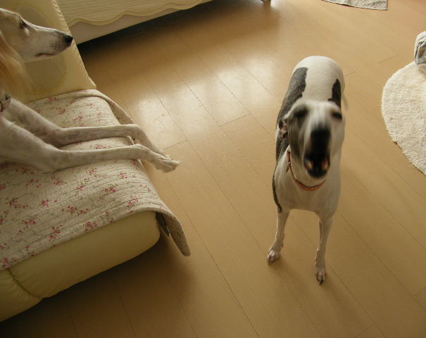 e0003270_10353232.jpg