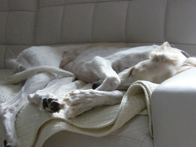e0003270_1041311.jpg