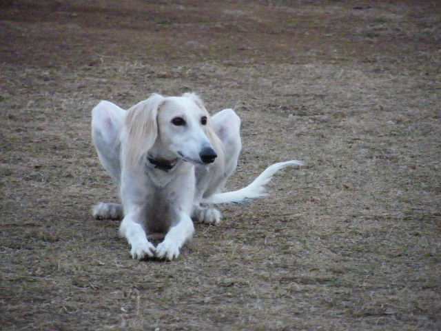 e0003270_10431971.jpg