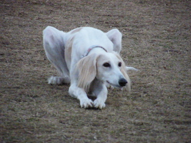 e0003270_10453265.jpg