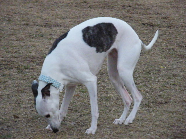 e0003270_10461084.jpg