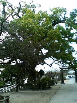 f0054677_1015263.jpg