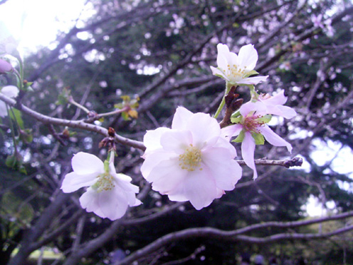 e0043700_10432012.jpg