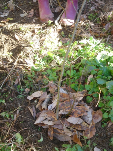 b0131724_3564934.jpg