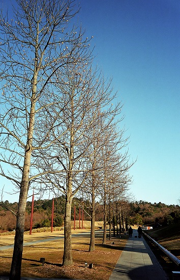 d0001533_20334650.jpg