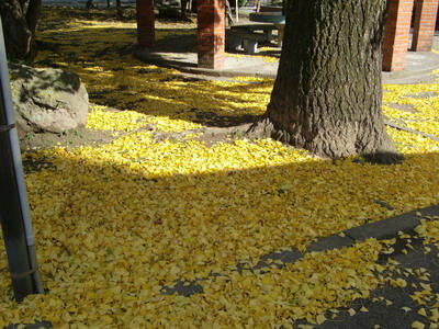 c0183137_1113369.jpg