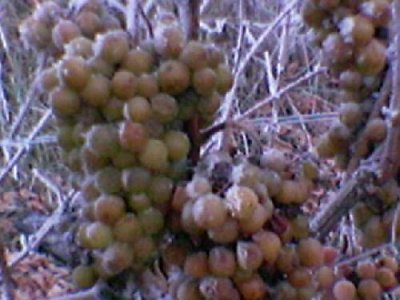 f0029365_10283166.jpg