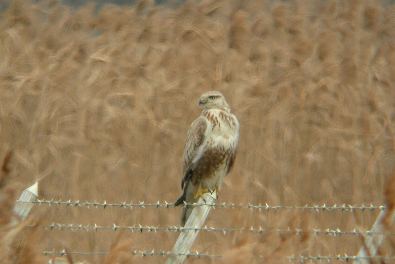 f0137673_1722350.jpg