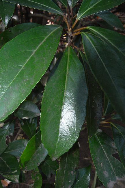 f0090680_2264227.jpg