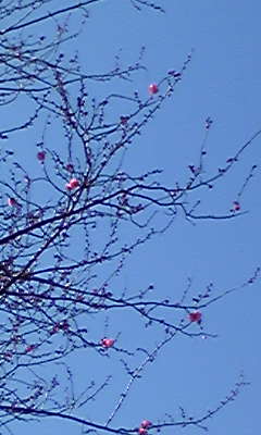 f0151488_1553941.jpg