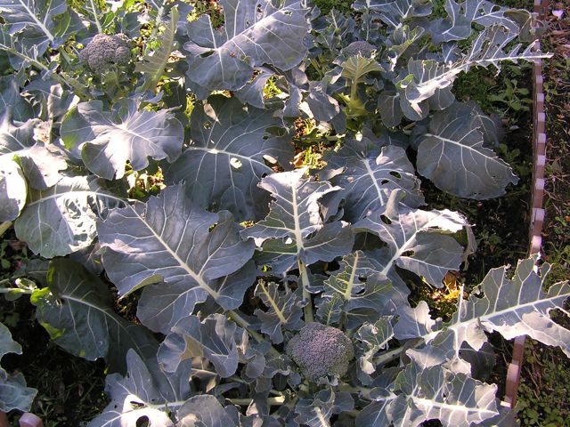 f0130894_1810530.jpg