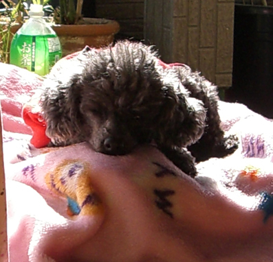 e0013900_1123550.jpg