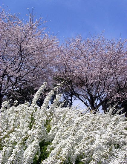 e0043700_122243.jpg