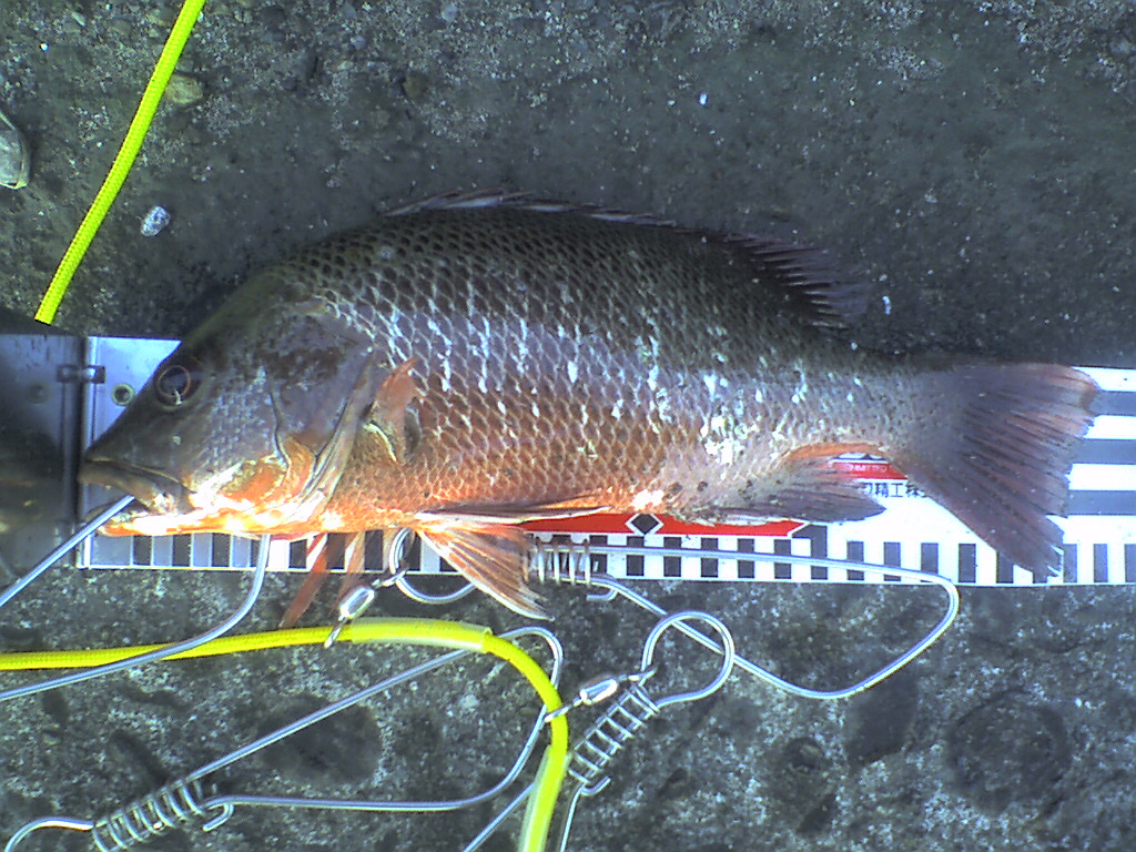 d0119915_144159.jpg