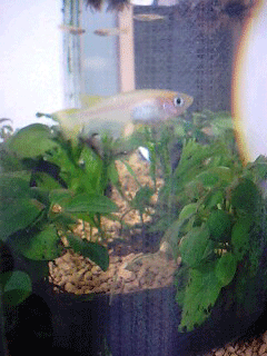 d0048332_18501038.gif