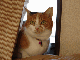 c0136736_1942162.gif
