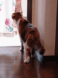 c0136736_19424852.gif