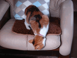 c0136736_19433171.gif