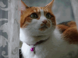c0136736_19434397.gif
