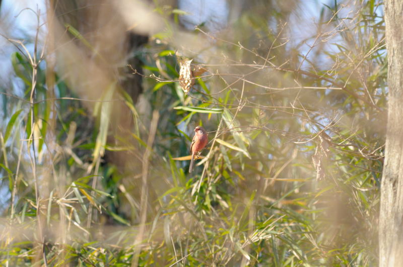 b0036743_17522119.jpg
