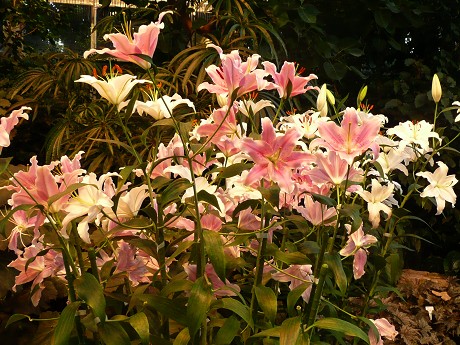 c0057946_22415940.jpg