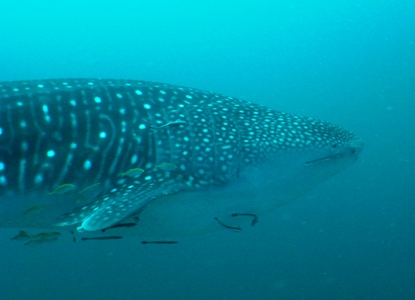 e0027447_2012398.jpg