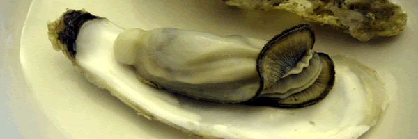 c0062361_20261993.gif