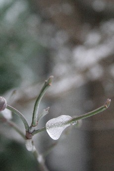 e0068962_14442012.jpg