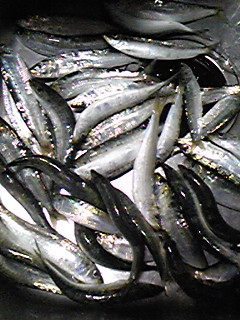 f0191888_2026224.jpg
